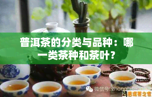 普洱茶的分类与品种：哪一类茶种和茶叶？