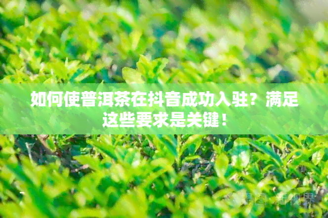 如何使普洱茶在抖音成功入驻？满足这些要求是关键！