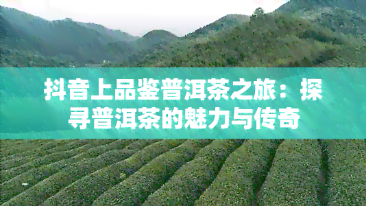 抖音上品鉴普洱茶之旅：探寻普洱茶的魅力与传奇