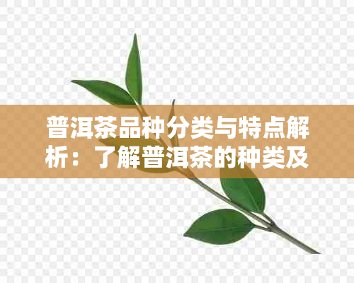 普洱茶品种分类与特点解析：了解普洱茶的种类及其各自的品质特点