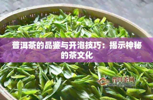 普洱茶的品鉴与开泡技巧：揭示神秘的茶文化