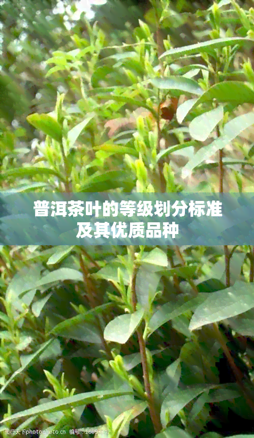 普洱茶叶的等级划分标准及其优质品种