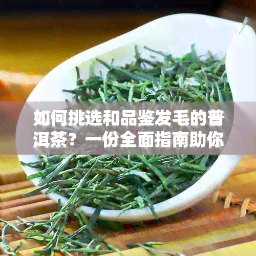 如何挑选和品鉴发毛的普洱茶？一份全面指南助你解除疑惑！