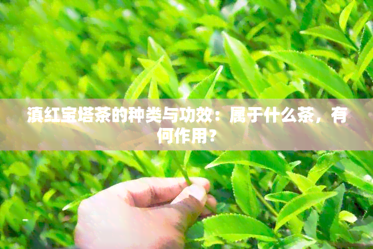 滇红宝塔茶的种类与功效：属于什么茶，有何作用？