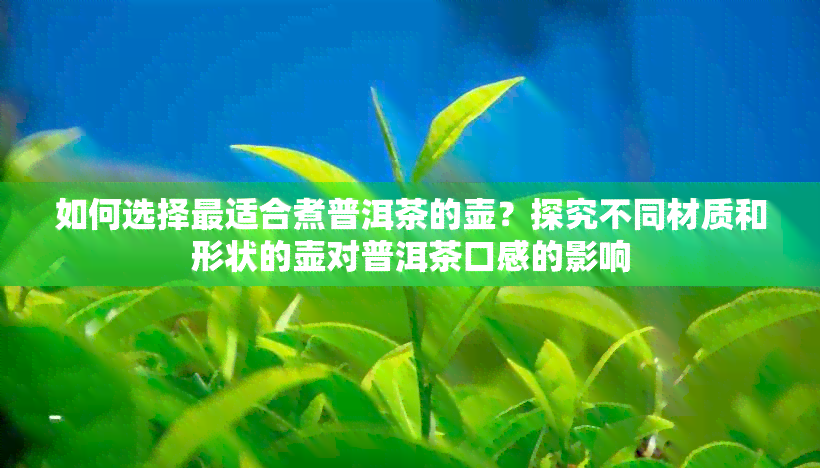 如何选择最适合煮普洱茶的壶？探究不同材质和形状的壶对普洱茶口感的影响