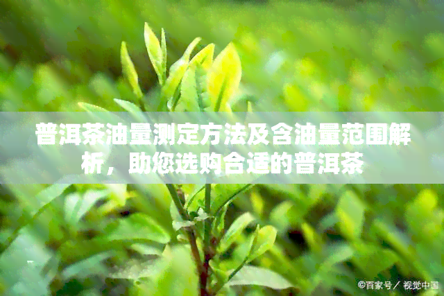 普洱茶油量测定方法及含油量范围解析，助您选购合适的普洱茶