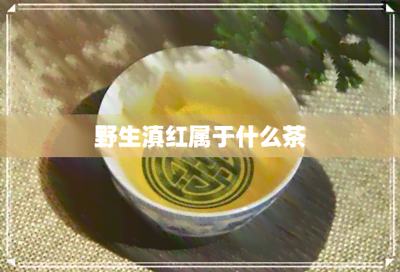 野生滇红属于什么茶