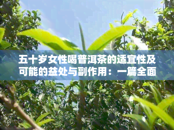 五十岁女性喝普洱茶的适宜性及可能的益处与副作用：一篇全面解析