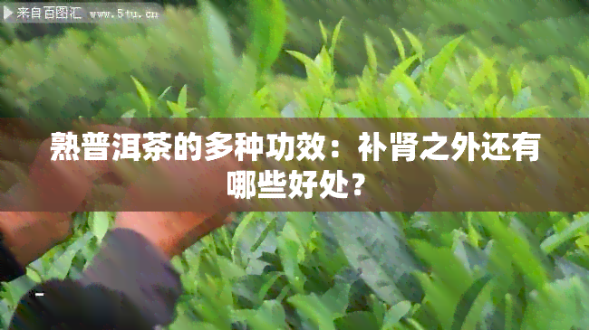 熟普洱茶的多种功效：补肾之外还有哪些好处？