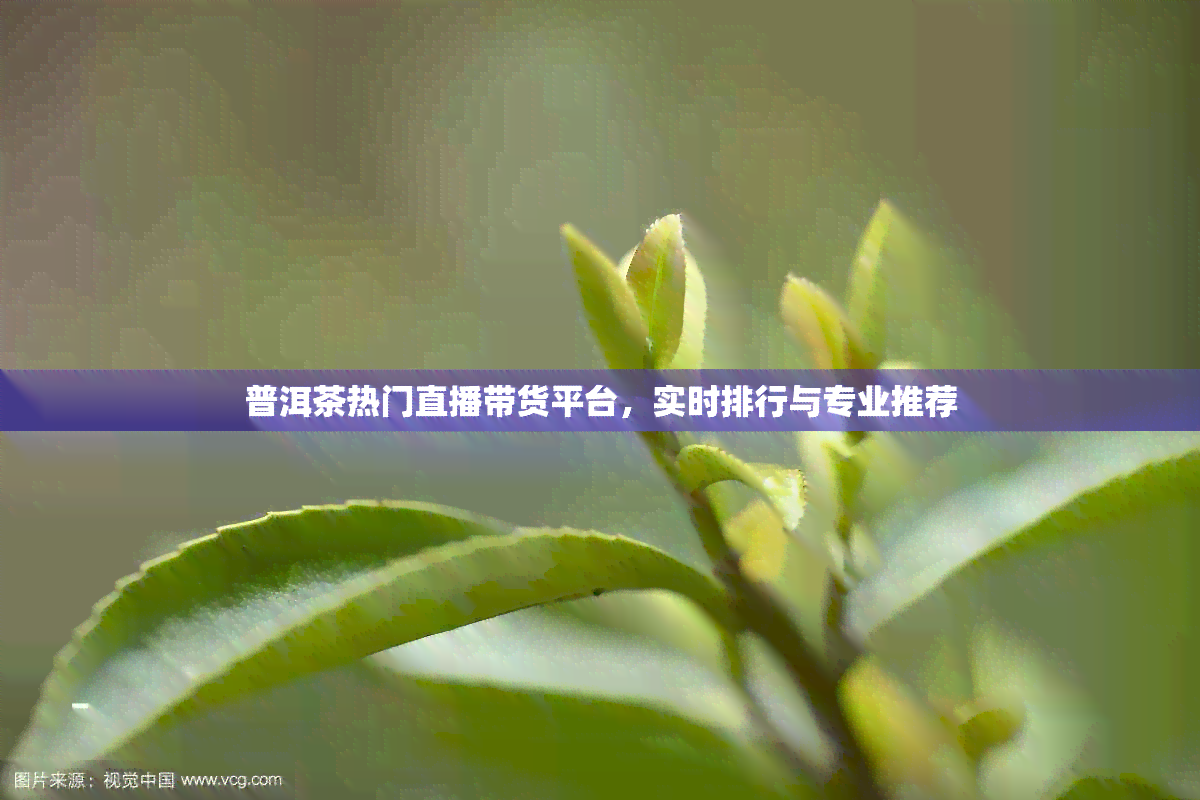 普洱茶热门直播带货平台，实时排行与专业推荐