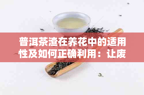 普洱茶渣在养花中的适用性及如何正确利用：让废弃之物变废为宝