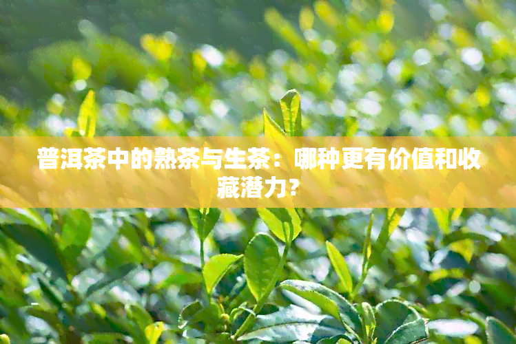 普洱茶中的熟茶与生茶：哪种更有价值和收藏潜力？