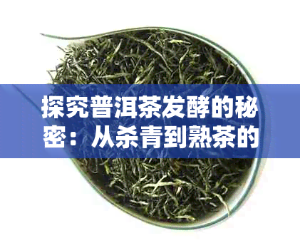 探究普洱茶发酵的秘密：从杀青到熟茶的工艺过程与关键步骤