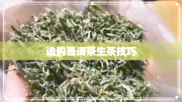 选购普洱茶生茶技巧