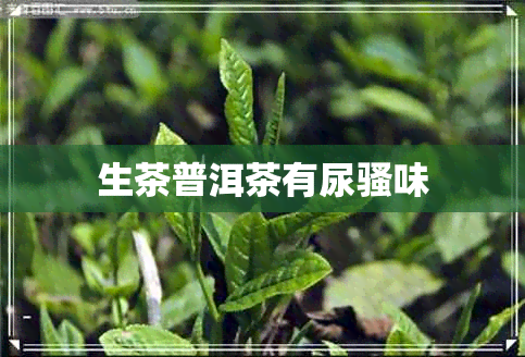 生茶普洱茶有尿骚味