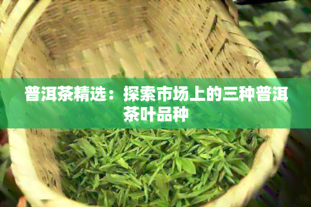 普洱茶精选：探索市场上的三种普洱茶叶品种