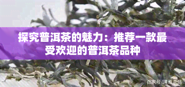 探究普洱茶的魅力：推荐一款更受欢迎的普洱茶品种