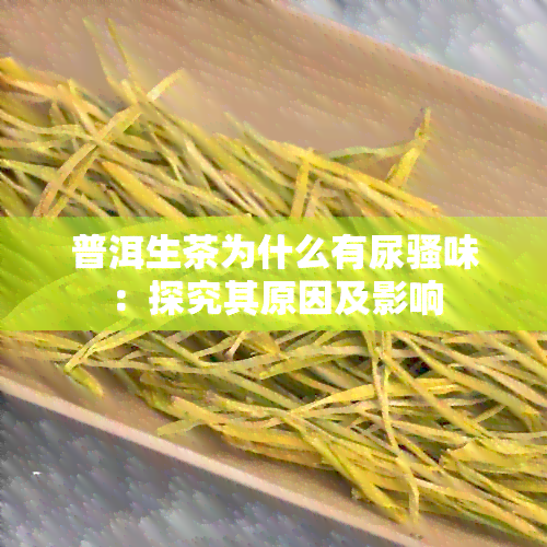 普洱生茶为什么有尿骚味：探究其原因及影响