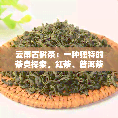 云南古树茶：一种独特的茶类探索，红茶、普洱茶与它有何关联？