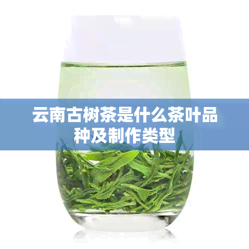 云南古树茶是什么茶叶品种及制作类型