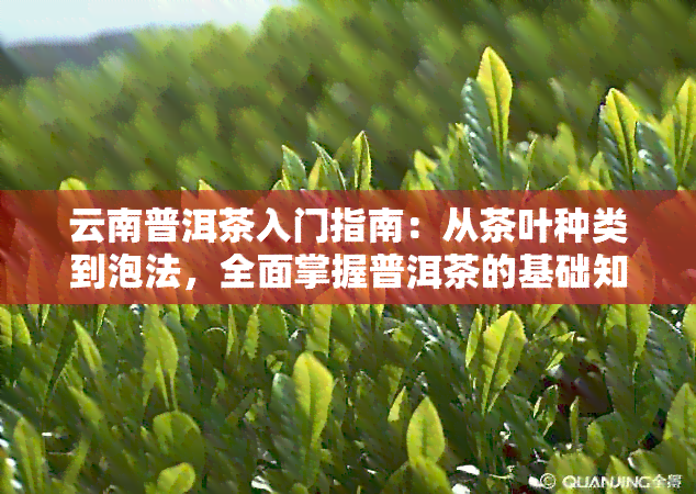 云南普洱茶入门指南：从茶叶种类到泡法，全面掌握普洱茶的基础知识