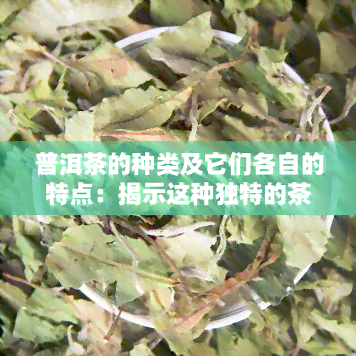 普洱茶的种类及它们各自的特点：揭示这种独特的茶类属于哪一类