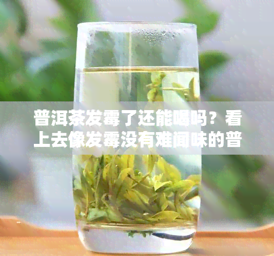 普洱茶发霉了还能喝吗？看上去像发霉没有难闻味的普洱茶怎么处理？