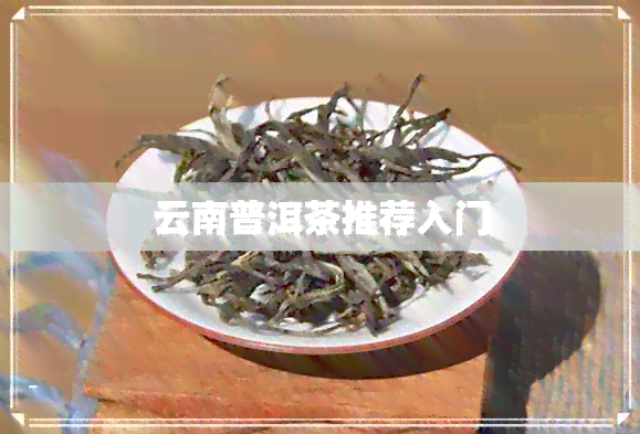 云南普洱茶推荐入门