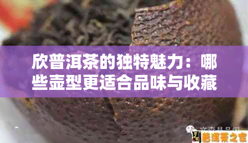 欣普洱茶的独特魅力：哪些壶型更适合品味与收藏？