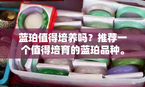 蓝珀值得培养吗？推荐一个值得培育的蓝珀品种。