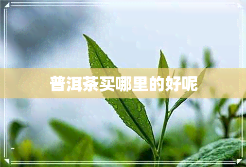 普洱茶买哪里的好呢