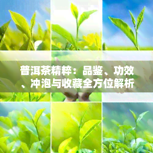 普洱茶精粹：品鉴、功效、冲泡与收藏全方位解析