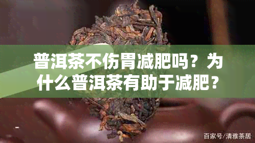 普洱茶不伤胃减肥吗？为什么普洱茶有助于减肥？