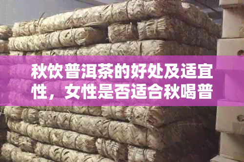 秋饮普洱茶的好处及适宜性，女性是否适合秋喝普洱茶？