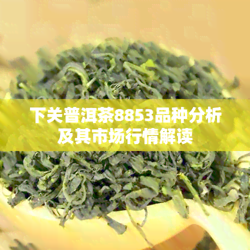 下关普洱茶8853品种分析及其市场行情解读