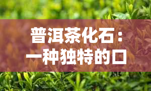 普洱茶化石：一种独特的口感与健益处的探索