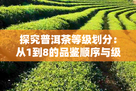 探究普洱茶等级划分：从1到8的品鉴顺序与级别关系