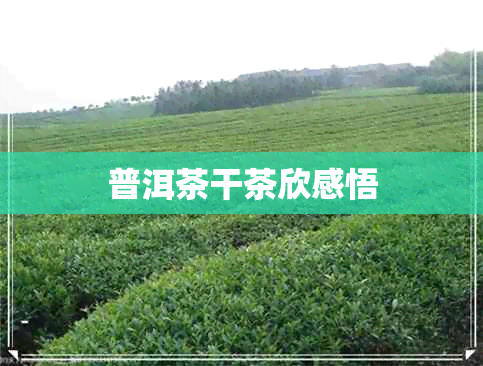 普洱茶干茶欣感悟