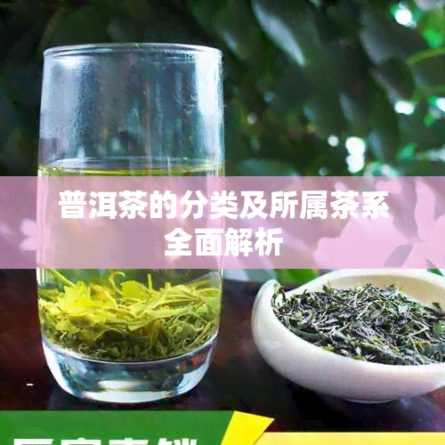 普洱茶的分类及所属茶系全面解析