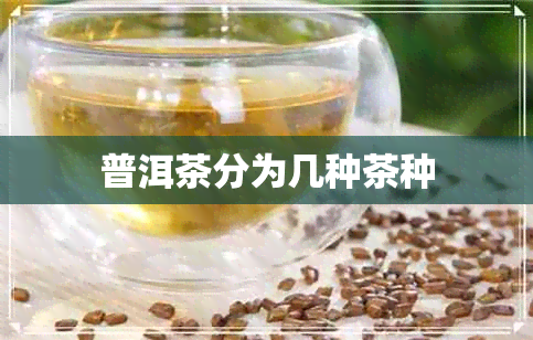 普洱茶分为几种茶种