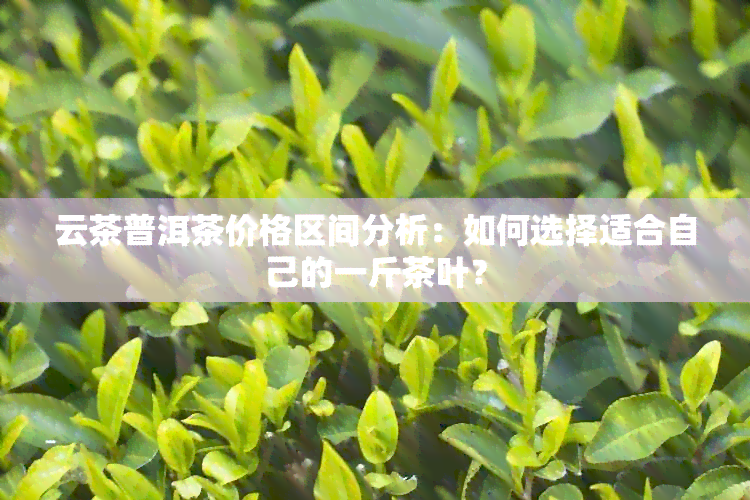 云茶普洱茶价格区间分析：如何选择适合自己的一斤茶叶？