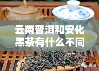 云南普洱和安化黑茶有什么不同？哪个好？口感区别大吗？