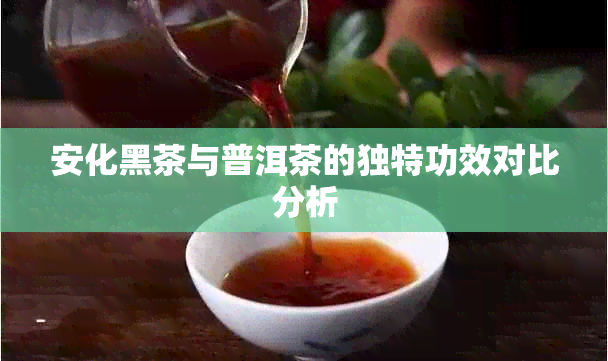 安化黑茶与普洱茶的独特功效对比分析