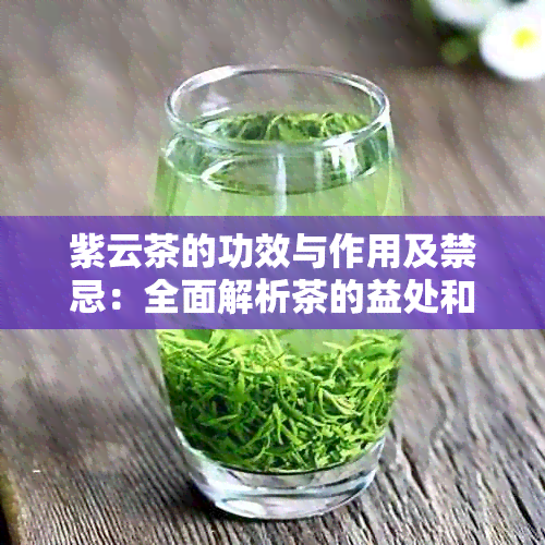 紫云茶的功效与作用及禁忌：全面解析茶的益处和潜在风险