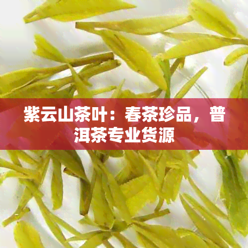 紫云山茶叶：春茶珍品，普洱茶专业货源