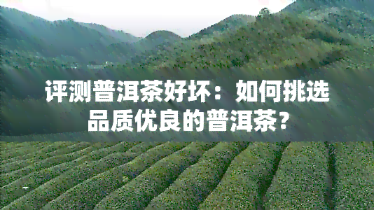 评测普洱茶好坏：如何挑选品质优良的普洱茶？