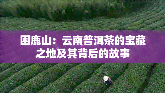 困鹿山：云南普洱茶的宝藏之地及其背后的故事