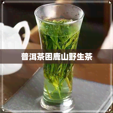 普洱茶困鹿山野生茶