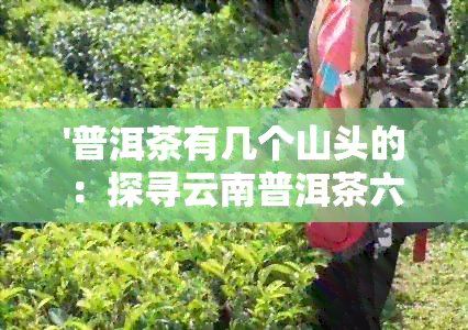 '普洱茶有几个山头的：探寻云南普洱茶六大名山'