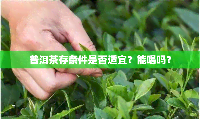 普洱茶存条件是否适宜？能喝吗？